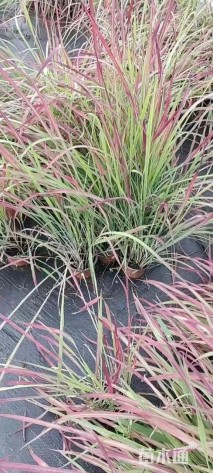 高度30厘米日本血草