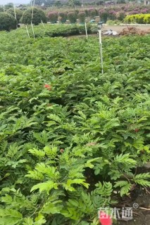 高度60厘米红绒球