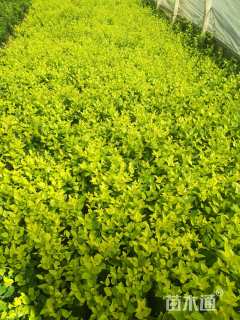 高度20厘米金森女贞