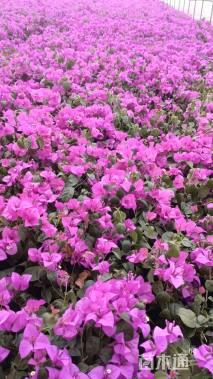 高度30厘米三角梅