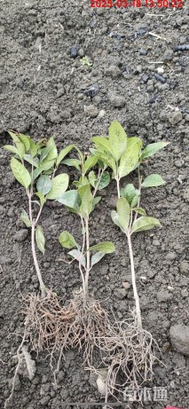 高度25厘米四季桂小苗