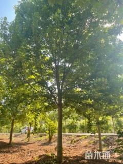 12公分美国红枫