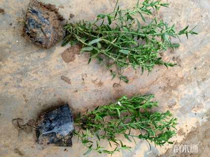 高度25厘米荷兰菊