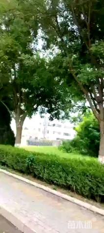 30公分国槐