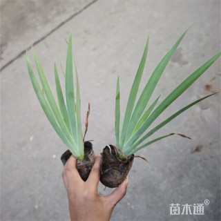 高度40厘米西伯利亚鸢尾