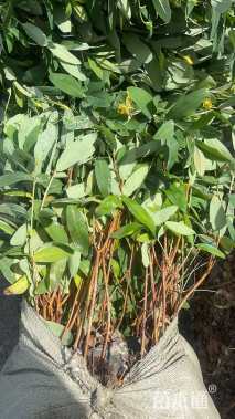 高度40厘米金丝桃