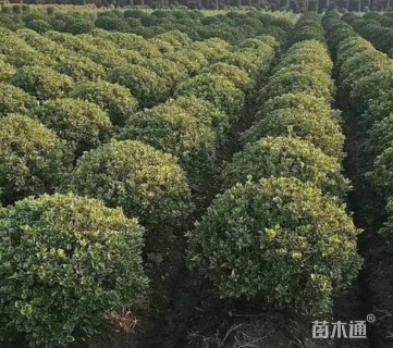 冠幅120厘米金边黄杨球
