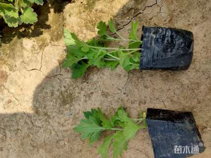 高度15厘米地被菊