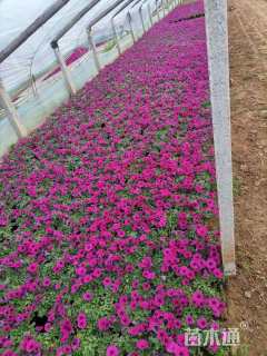 高度10厘米矮牵牛