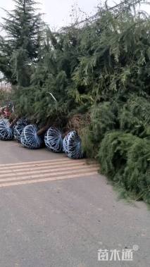 高度500厘米雪松
