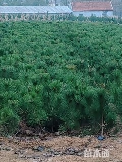 高度30厘米油松小苗