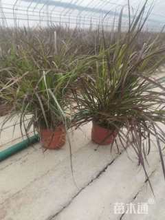 高度30厘米紫叶狼尾草