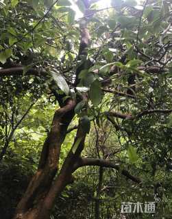 高度300厘米茶树