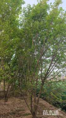 高度400厘米丛生五角枫
