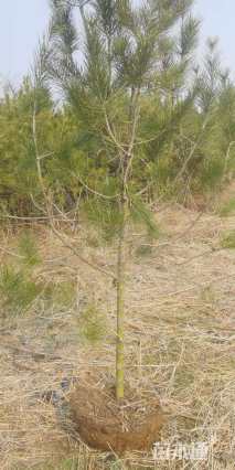 高度150厘米白皮松