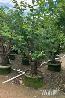 10公分台湾青枣