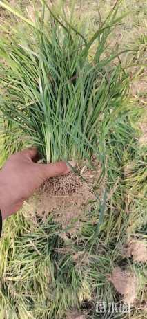 高度20厘米中叶麦冬