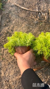 高度15厘米黄金条