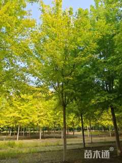 12公分北美红枫