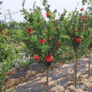 高度200厘米花石榴
