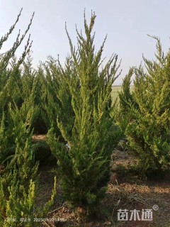 高度200厘米龙柏