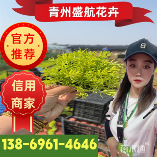 高度16厘米垂盆草