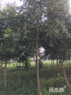 14公分无患子