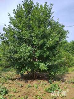 高度400厘米丛生五角枫