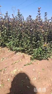 高度40厘米卫矛