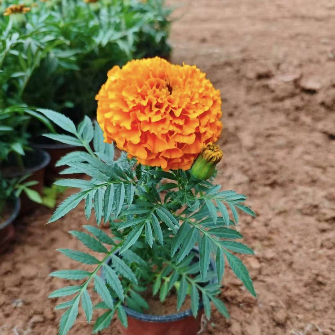 高度15厘米万寿菊