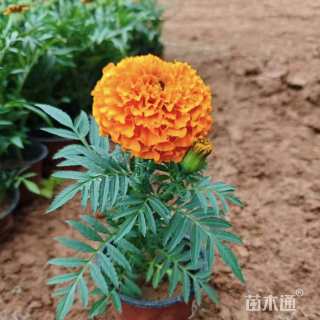 高度15厘米万寿菊