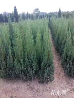 高度250厘米河南桧