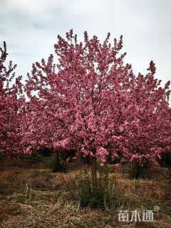 12公分绚丽海棠