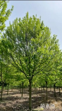 15公分美国红枫