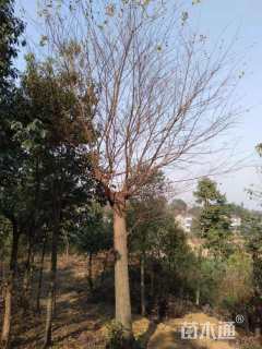 20公分朴树