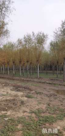 15公分金丝垂柳