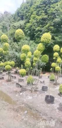 8公分造型亮晶女贞