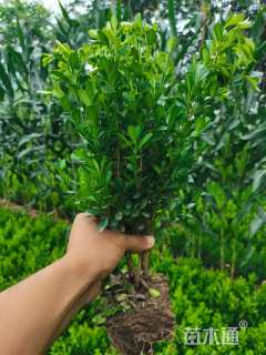 高度30厘米小叶黄杨