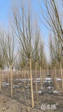 10公分旱柳