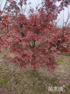 10公分日本红枫