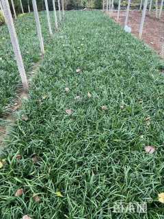 高度16厘米阔叶麦冬