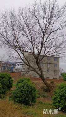 原生苗朴树