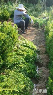 高度45厘米瓜子黄杨