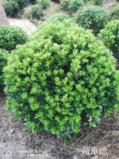 冠幅150厘米海桐球