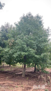 20公分北美枫香