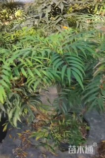 高度80厘米十大功劳