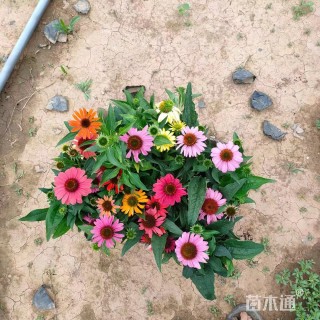 高度15厘米松果菊