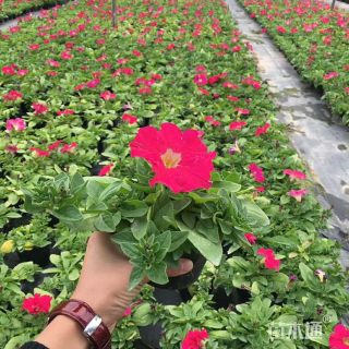 高度30厘米矮牵牛