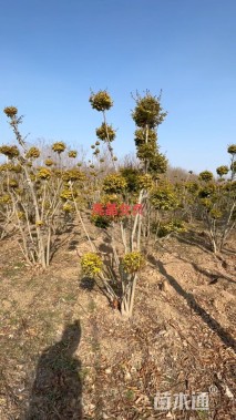 高度250厘米亮晶女贞小苗