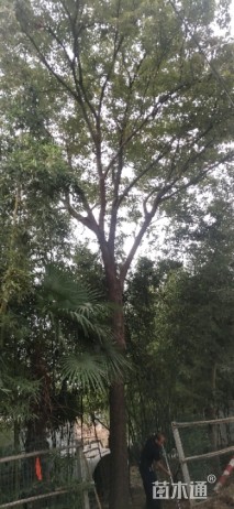 30公分红榉